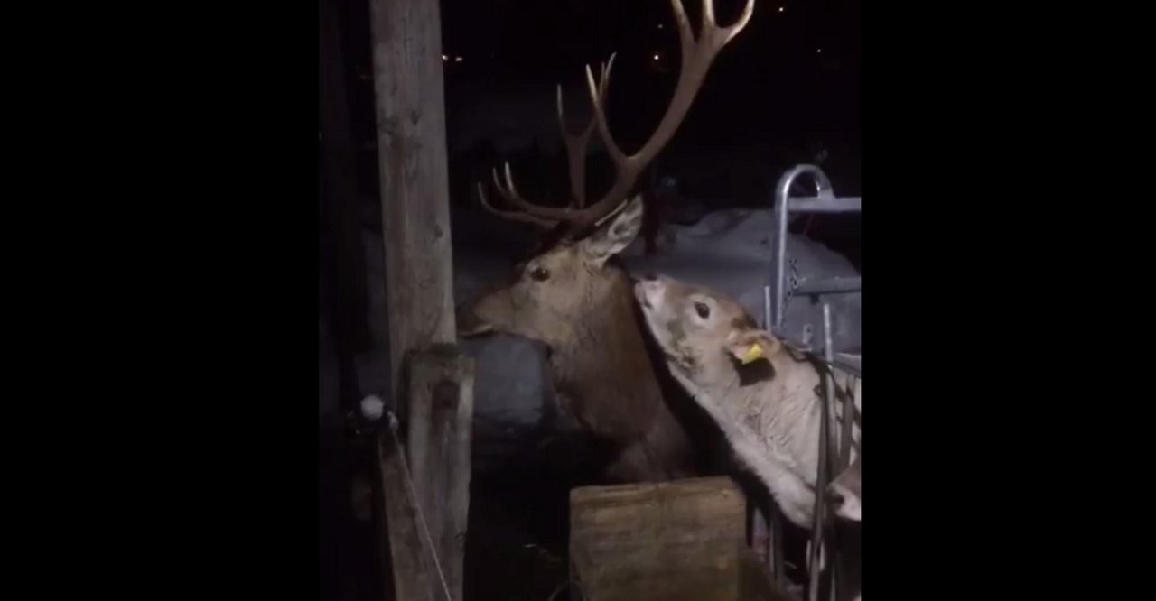 Für den Hirsch hatte sein Besuch in einem offenen Stall in Klosters GR tödliche Konsequenzen. (Bild Screenshot Facebook)