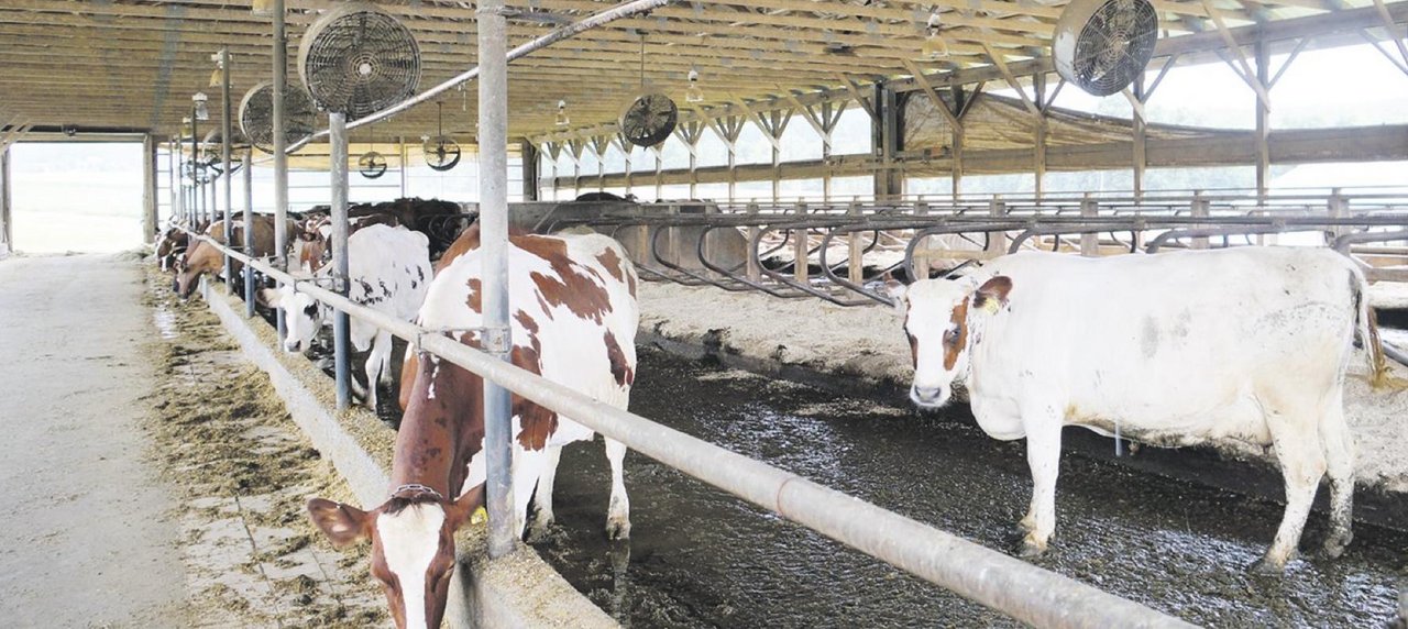 Laufstall der Conebella Farm, wo 105 Milchkühe und 100 Rinder der Rasse Ayrshire gehalten werden. (Bilder HAFL)