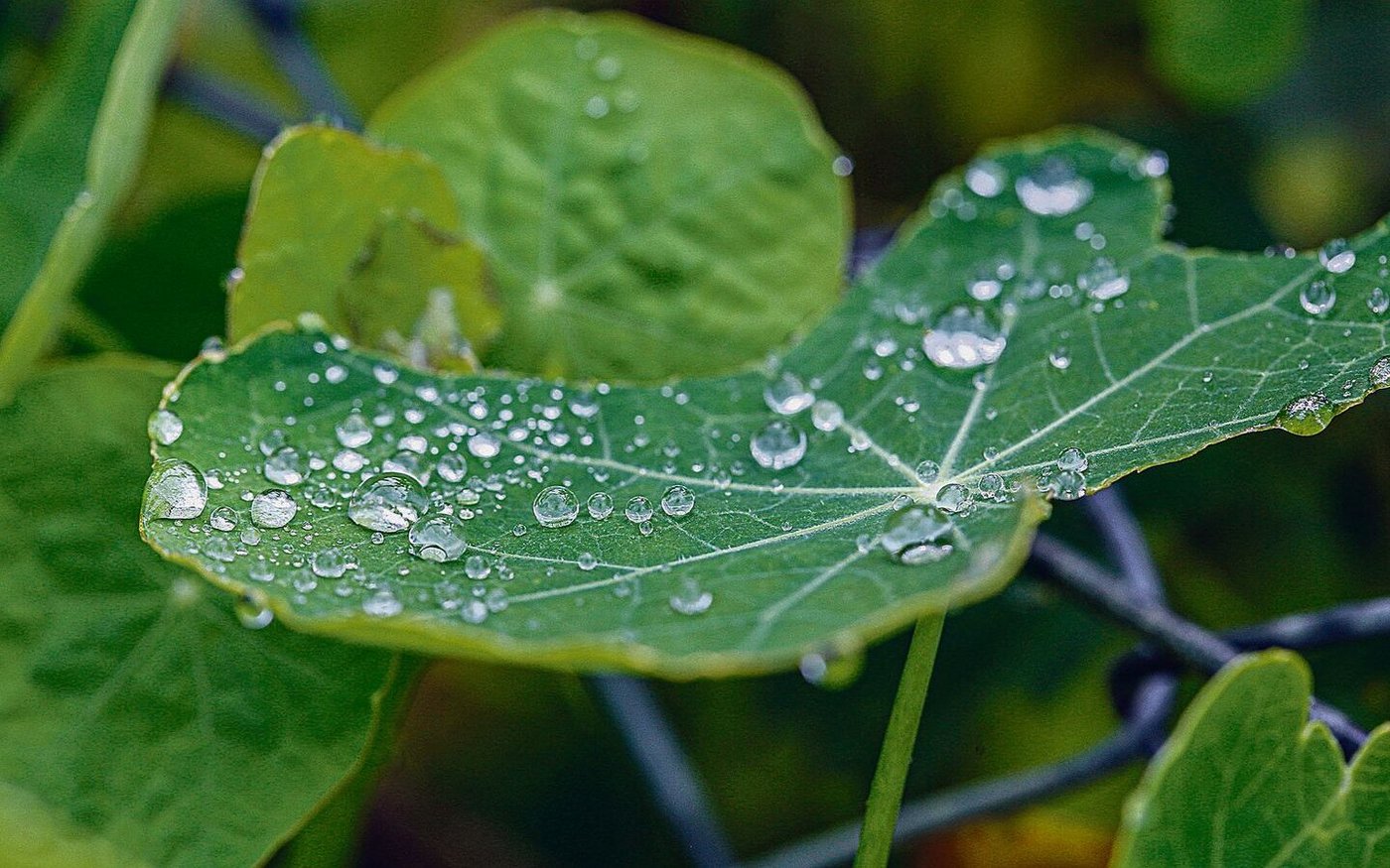Das Blatt der Kapuzinerkresse hat an der Oberseite feine Noppen. Daran bleiben Tau- und Regentropfen haften.
