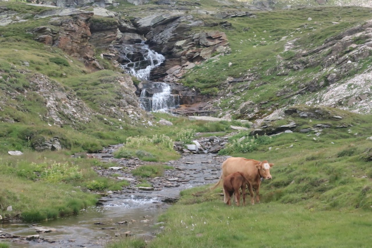 Das Rauschen des Bachs und das Gebimmel der Kuhglocken als musikalische Begleitung aus der Natur.