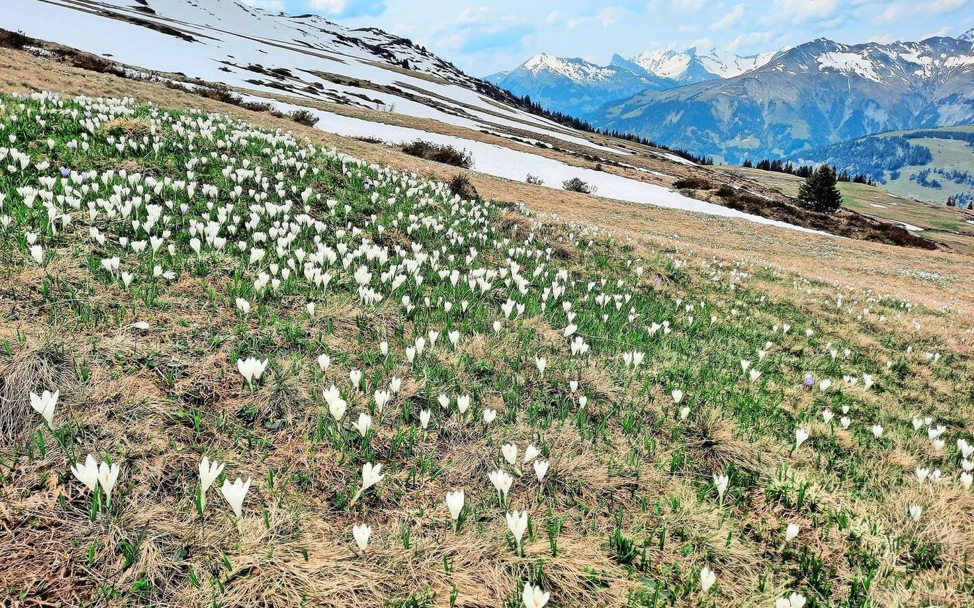 Zaghaft kommt der Frühling: Die ersten Krokusse zeigen sich auf den Weiden.