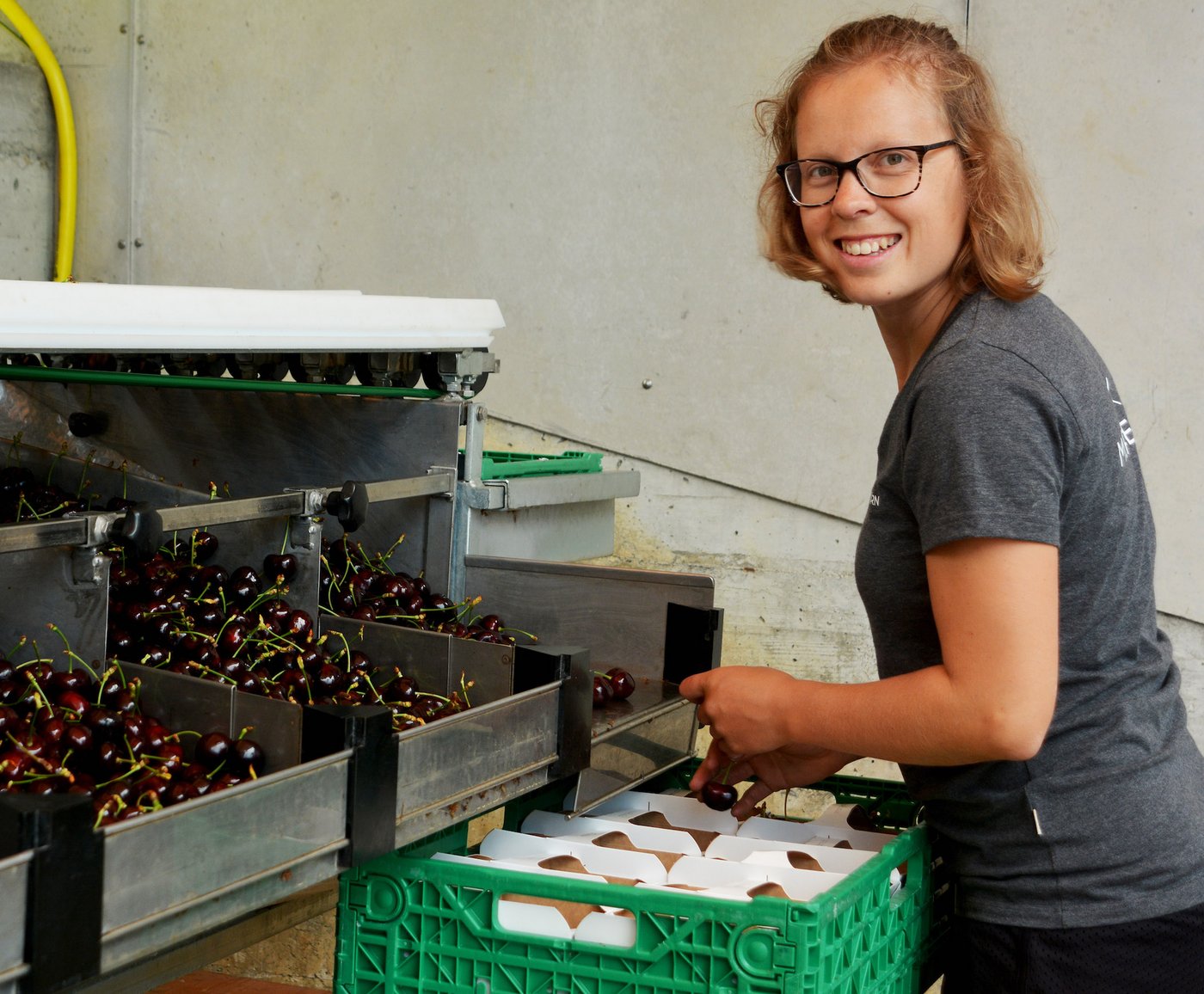 Neben den Eltern und Retos jüngster Schwester Nadja (im Bild) arbeiten während der Haupternte bis zu zehn Personen mit.