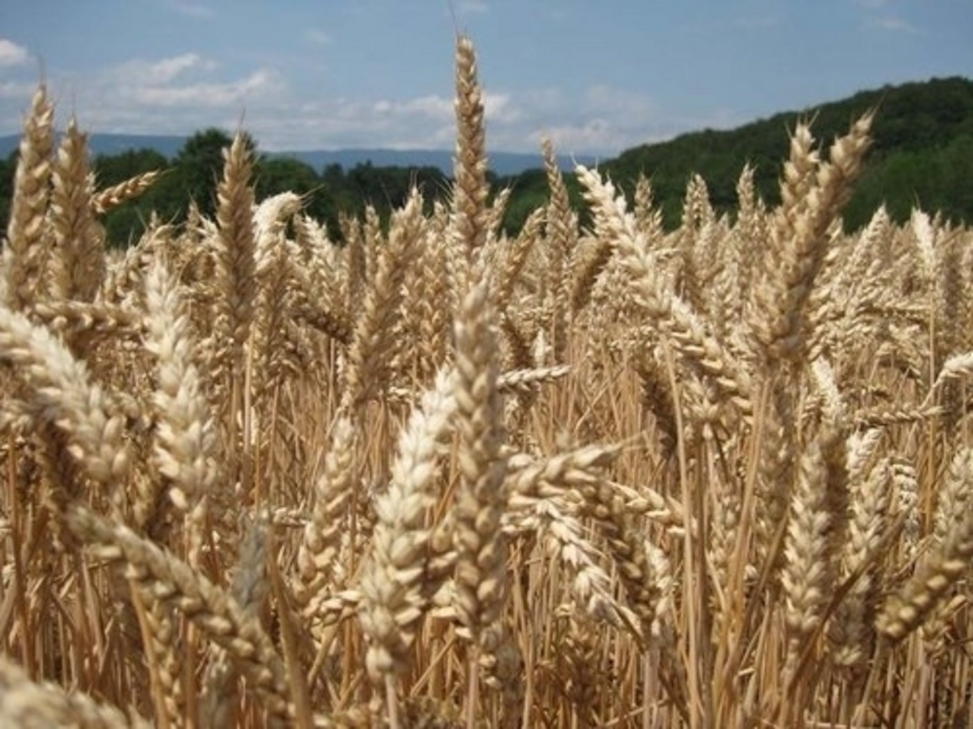 Die Getreidepreise fielen gegenüber April um 3,8 %. (Bild BauZ)