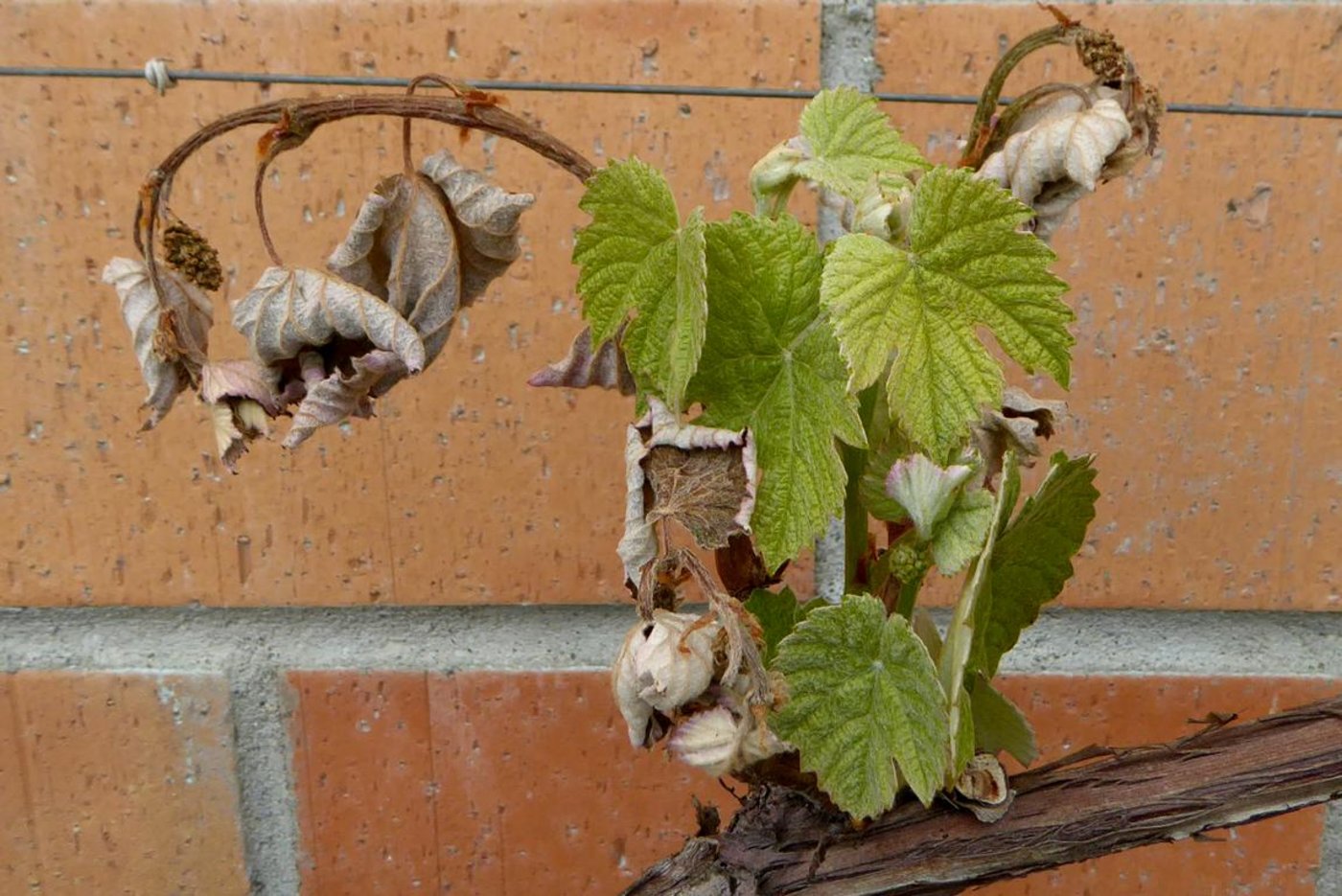 Die Triebe der Reben an der Hauswand sind teilweise abgefroren. (Bild Andreas Walker)