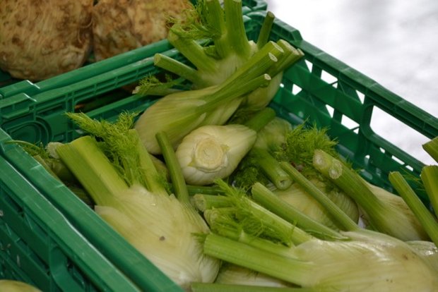Für den Fenchel fehle ein Herbizid, beklagen Gemüseproduzenten. (Bild Pixabay)