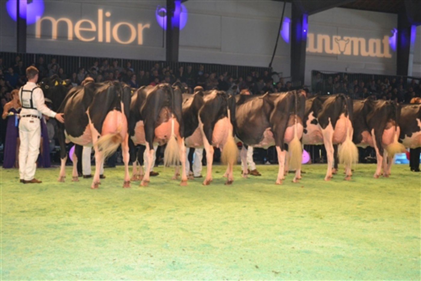 Die Swiss Expo ist die bekannteste Viehschau der Schweiz und lockt auch viel internationales Publikum nach Lausanne. (Bild pf)
