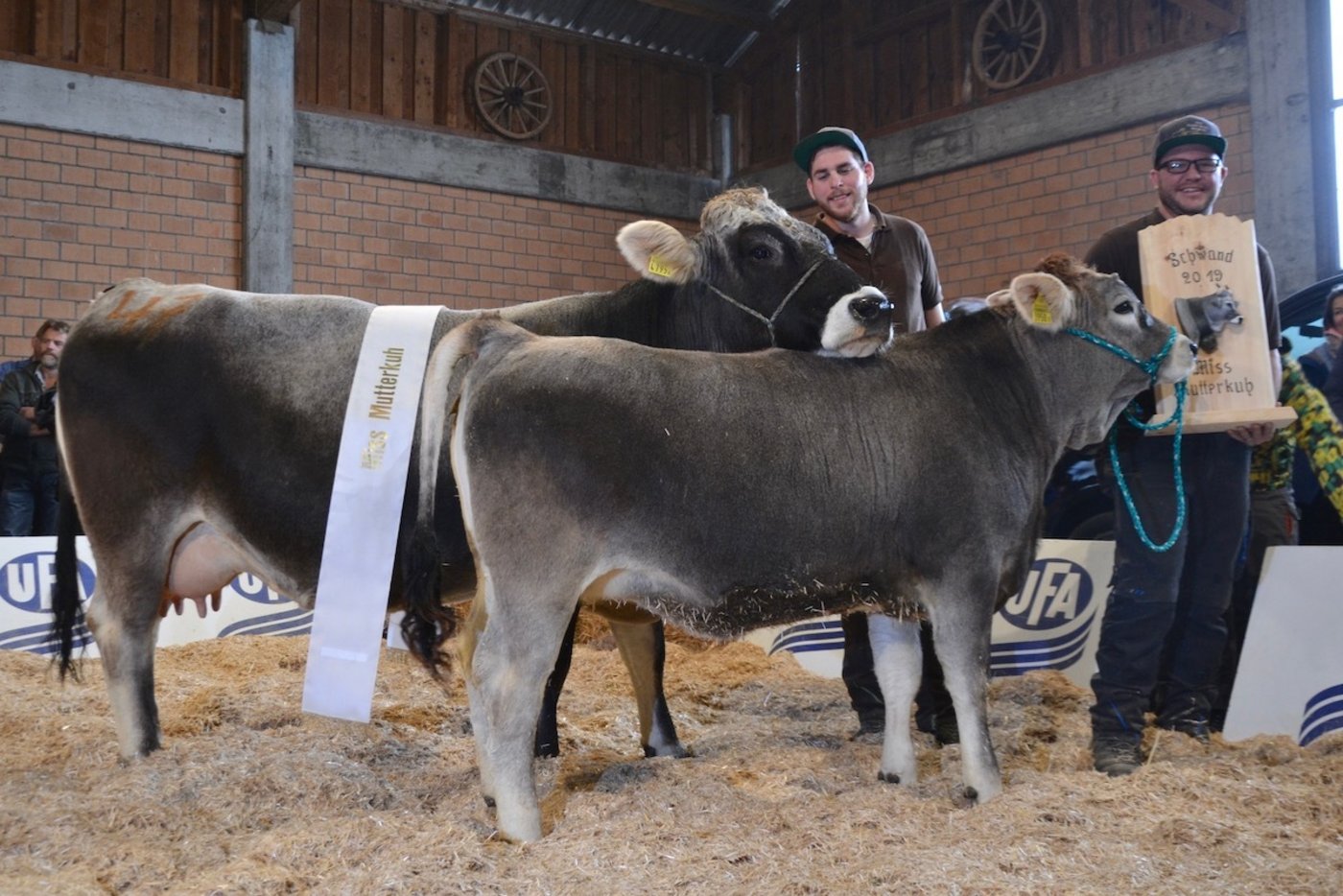 Natobb Hotz-Genetik Nirvana mit dem Kalb Daenerys gewann die Auszeichnung als Tiroler Miss Mutterkuh. Stolze Besitzer sind Armin und Ady Hotz aus Morgarten ZG.
