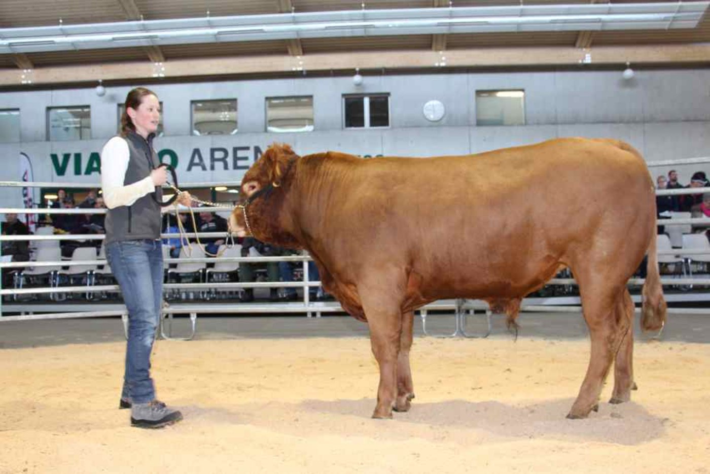 Beatrice Bütler-Amhof präsentierte den 652 kg schweren Obermoos Gautscho an der Auktion.  (Bild Hans Rüssli)
