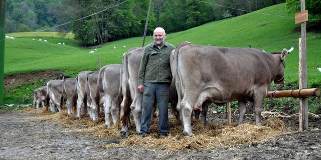 Eugen Hitz mit seinen Kühen. (Bild Andrea Imbaumgarten)