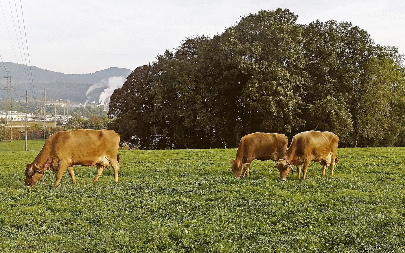 Graslandbasierte Milch- und Fleischproduktion sollte nicht nur in der Theorie ein wichtiger Begriff sein.