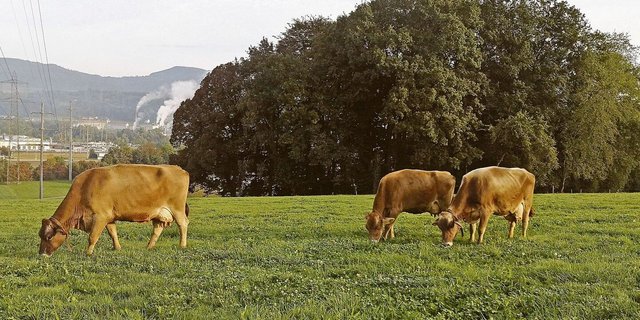 Graslandbasierte Milch- und Fleischproduktion sollte nicht nur in der Theorie ein wichtiger Begriff sein.