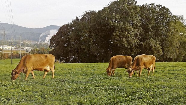 Graslandbasierte Milch- und Fleischproduktion sollte nicht nur in der Theorie ein wichtiger Begriff sein.