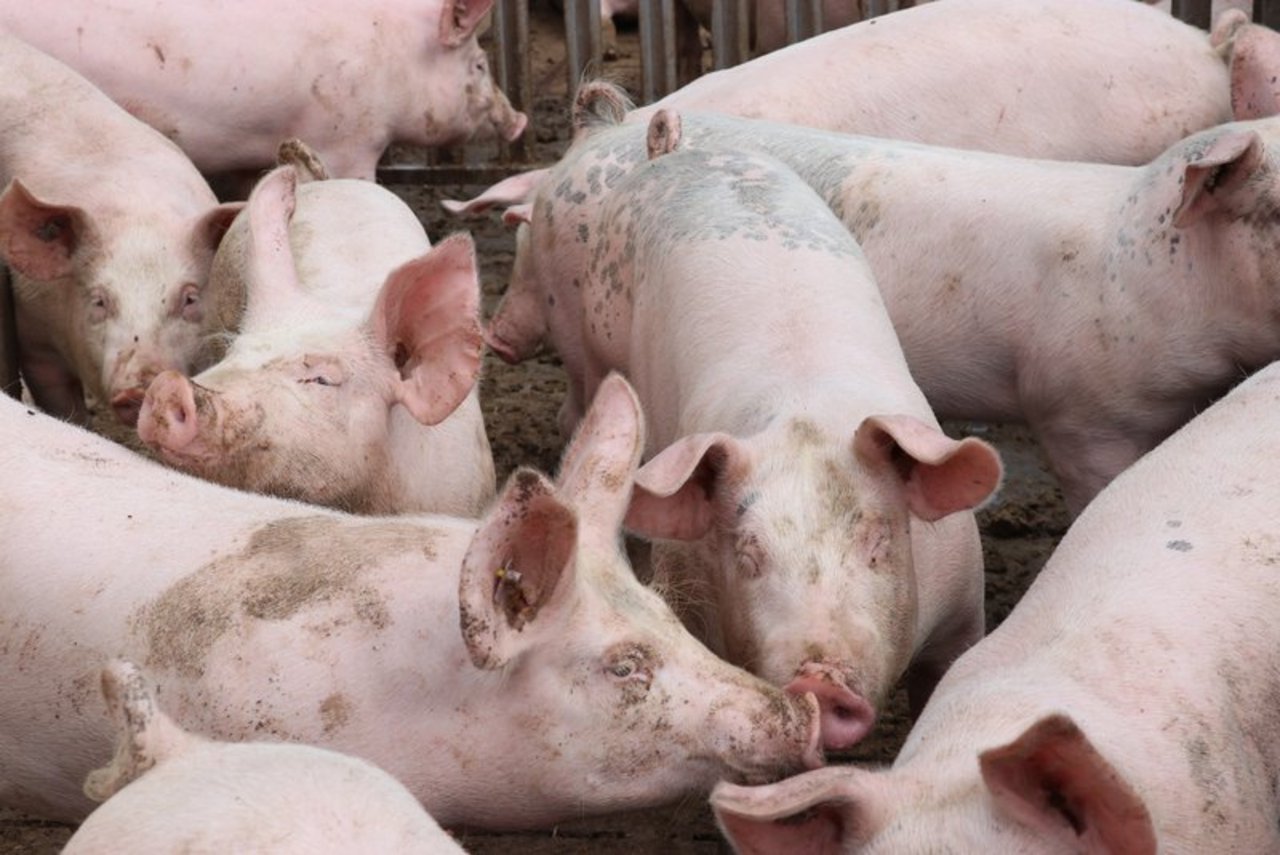 Das Angebot bei den Schweinen ist derzeit knapp, die Nachfrage danach aber gut. (Bild BauZ)