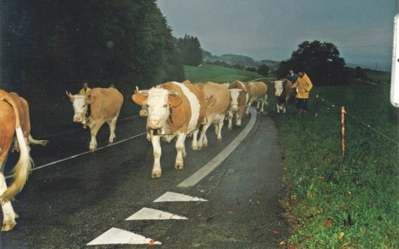 1997: Abmarsch an die Jubiläumsschau 100 Jahre VZG Meikirch. Frühmorgens nahmen die Kühe die vier Kilometer unter die Füsse.