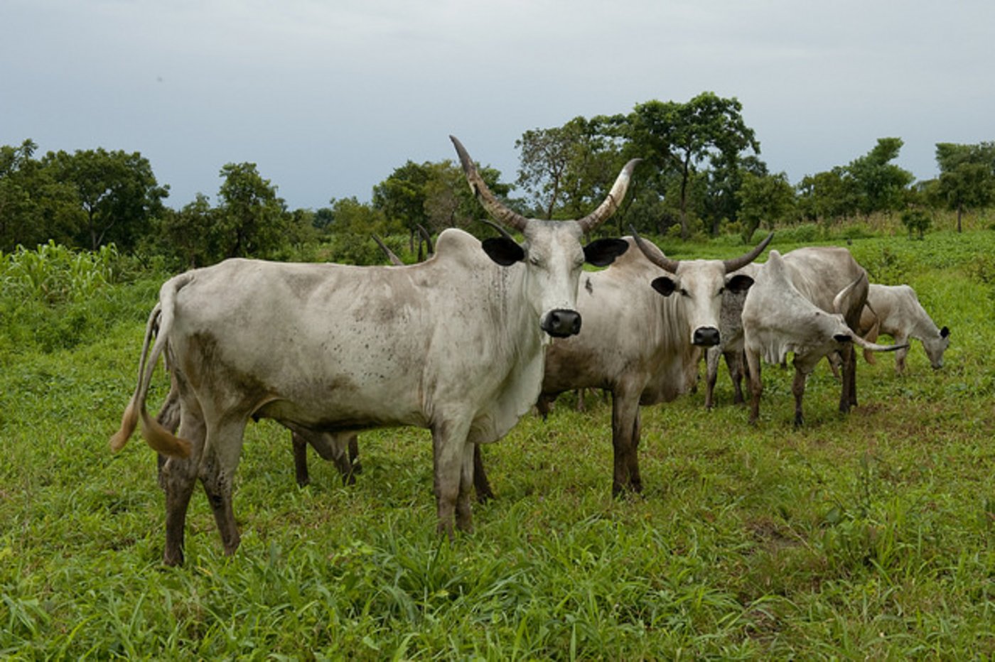 Viehherde in Nigeria. (Symbolbild Arne Hoel/ World Bank/Flickr)