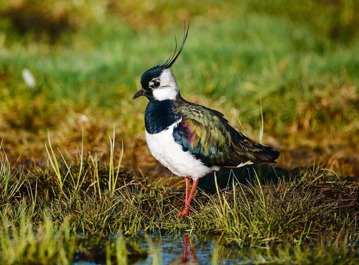 Der Kiebitz ist Vogel des Jahres 2019.(Bild Bird-Life,Michael Gerber)
