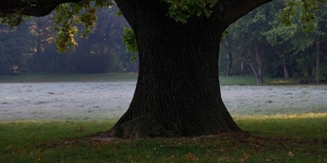 Offenbar ist es Zufall, ob es an den Eisheiligen noch einmal richtig kalt wird. (Bild Pixabay)