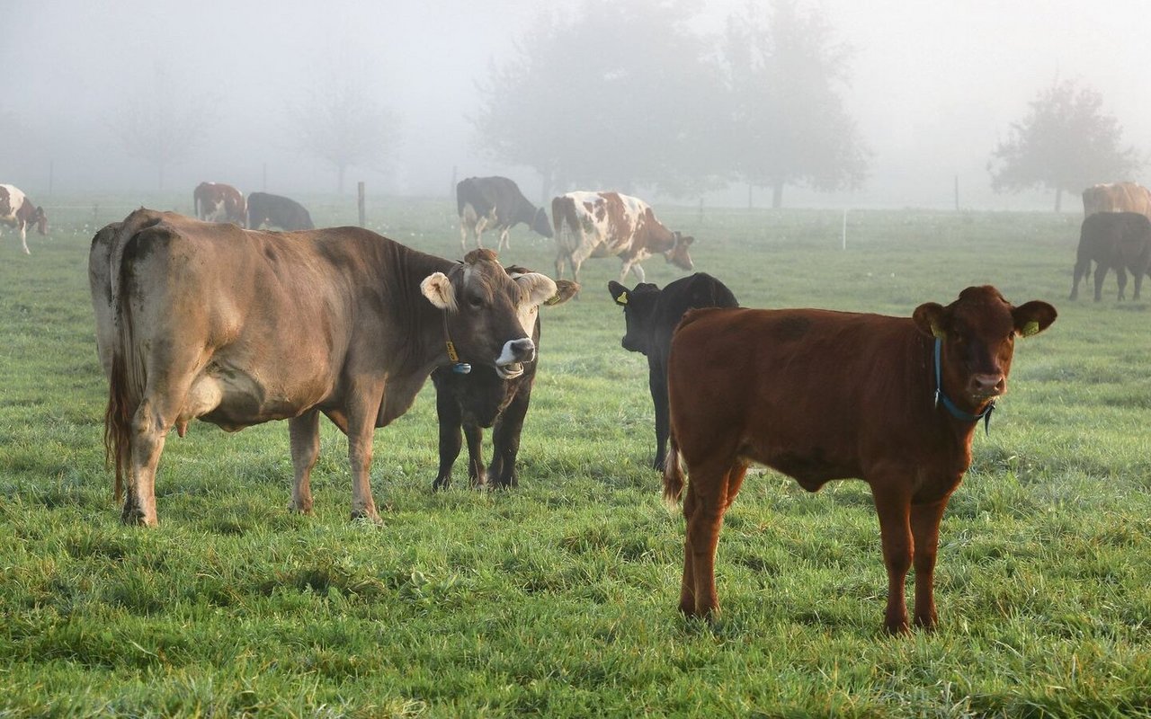 Eine Beweidung im Herbst ermöglicht, das letzte Futter zu nutzen, bevor der Winter kommt. Unter geeigneten Witterungsbedingungen fördert es zudem das Tierwohl. 