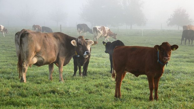 Eine Beweidung im Herbst ermöglicht, das letzte Futter zu nutzen, bevor der Winter kommt. Unter geeigneten Witterungsbedingungen fördert es zudem das Tierwohl. 