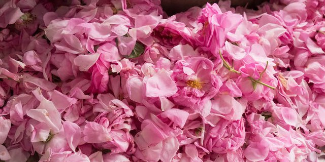 Reiche Ernte: Rosenblätter für bulgarisches Rosenöl