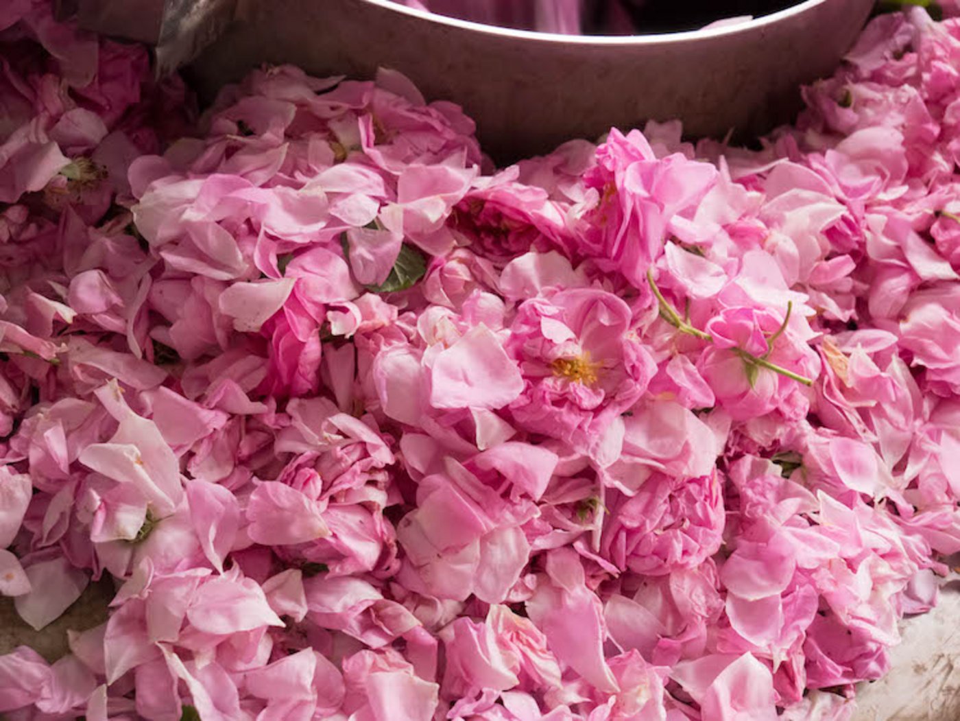 Reiche Ernte: Rosenblätter für bulgarisches Rosenöl