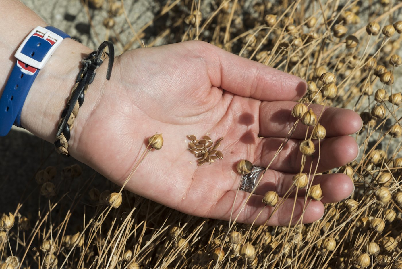 Gegen Ende August können die Leinsamen geerntet werden. (Foto: Miriam Kolmann)