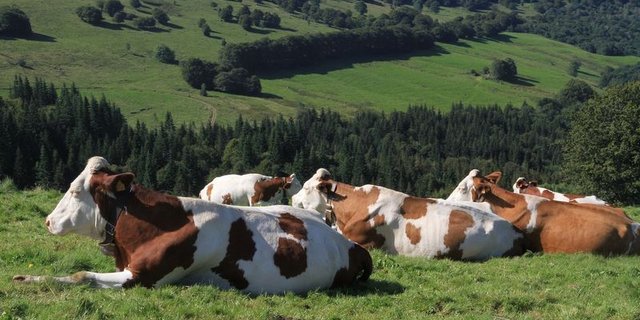 Swissherdbook zeigt sich mit dem Ergebnis aus dem Geschäftsjahr 2019 insgesamt zufrieden. (Symbolbild Pixabay)
