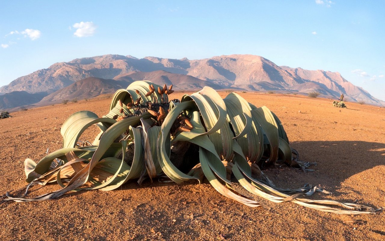 Welwitschie (Welwitschia mirabilis): Wächst nur in Namibia und kann mehrere Hundert bis über tausend Jahre alt werden. Sie saugt die Feuchtigkeit von morgendlichem Nebel auf und verliert dank einer Wachsschicht auf den Blättern keine Feuchtigkeit.