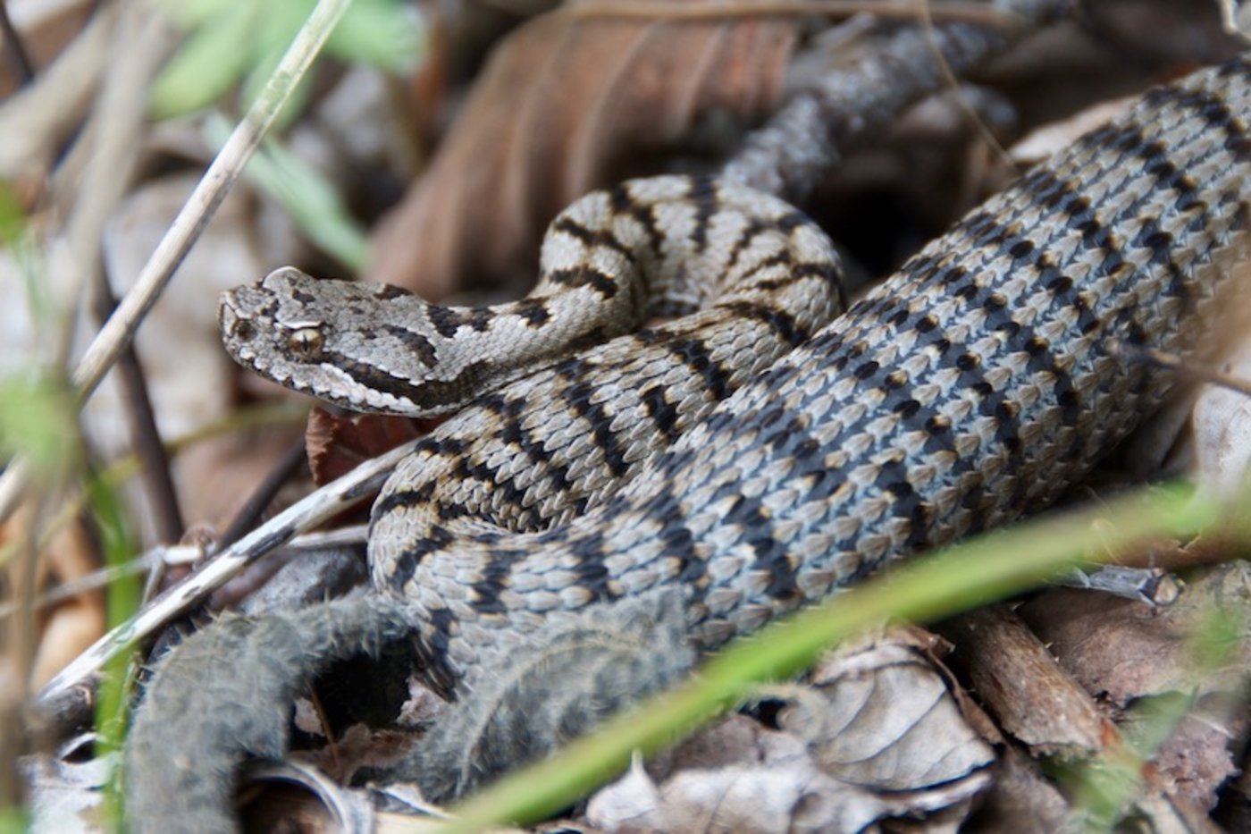 Das majestätische Tier schlängelt sich durchs Berner Oberland und beisst auch mal einer Kuh ins Bein. (Bilder Sylvain Ursenbacher / Karch)