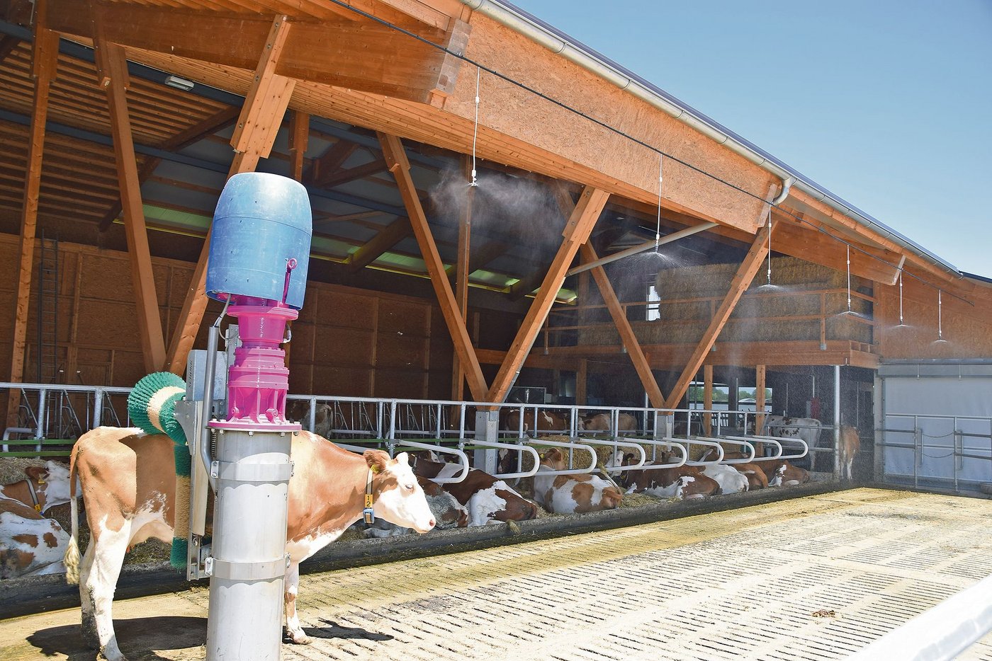 Die Kühe fühlen sich sichtlich wohl im neuen Laufstall. Eine Front, welche direkt zum Laufhof führt, bleibt im Sommer wie auch im Winter immer offen.