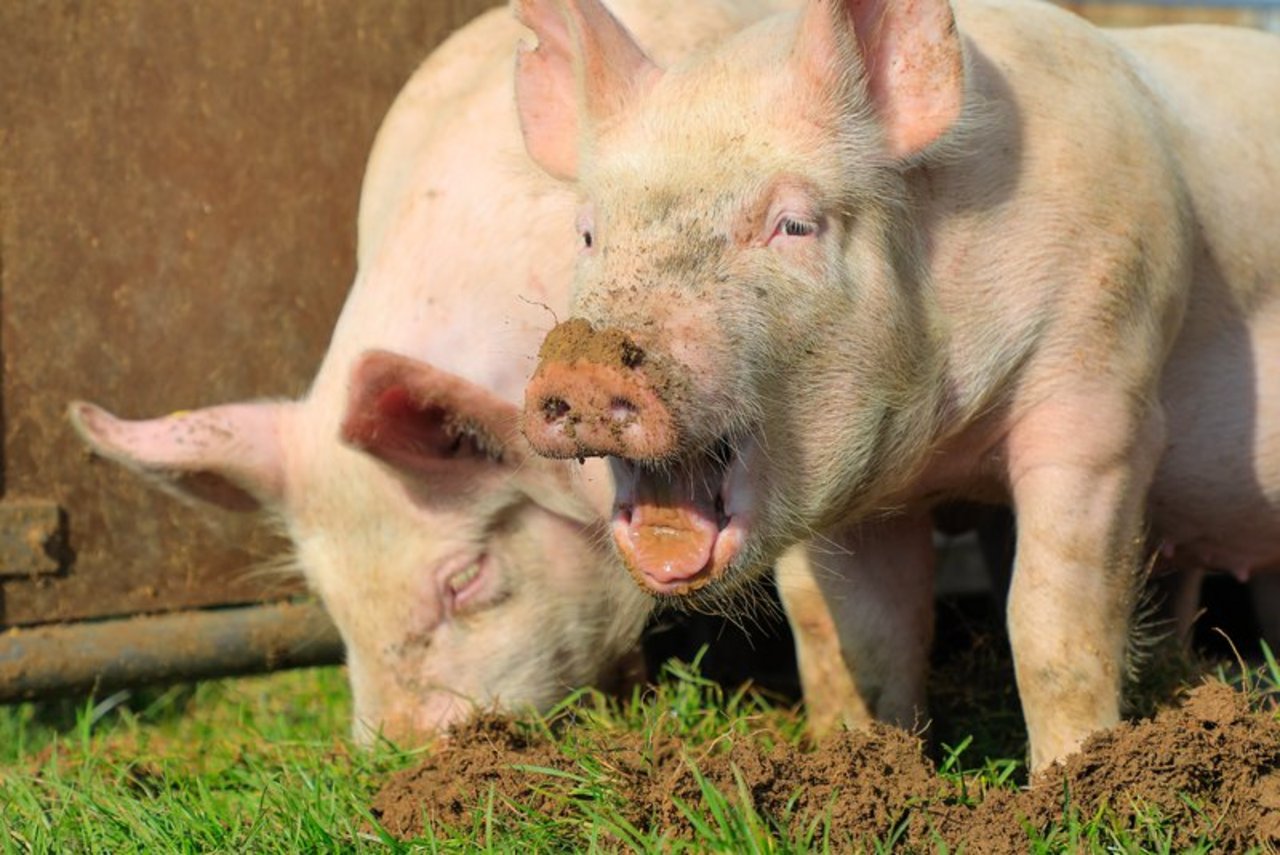 Wegen dem Konsumrückgang und dem Zuchtfortschritt braucht es jedes Jahr zirka 3000 Mutterschweine oder 60 000 Schlachtschweine weniger. (Bild Peter Röthlisberger)