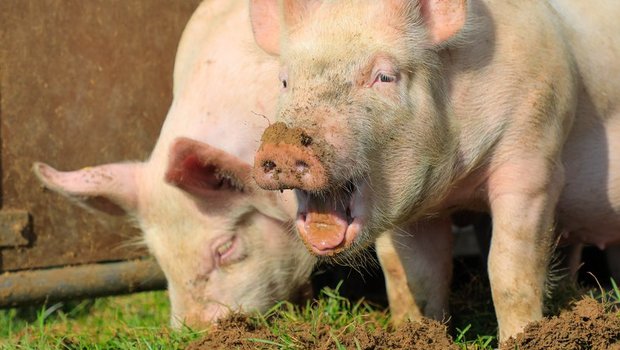 Wegen dem Konsumrückgang und dem Zuchtfortschritt braucht es jedes Jahr zirka 3000 Mutterschweine oder 60 000 Schlachtschweine weniger. (Bild Peter Röthlisberger)