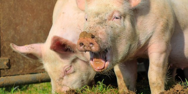 Wegen dem Konsumrückgang und dem Zuchtfortschritt braucht es jedes Jahr zirka 3000 Mutterschweine oder 60 000 Schlachtschweine weniger. (Bild Peter Röthlisberger)