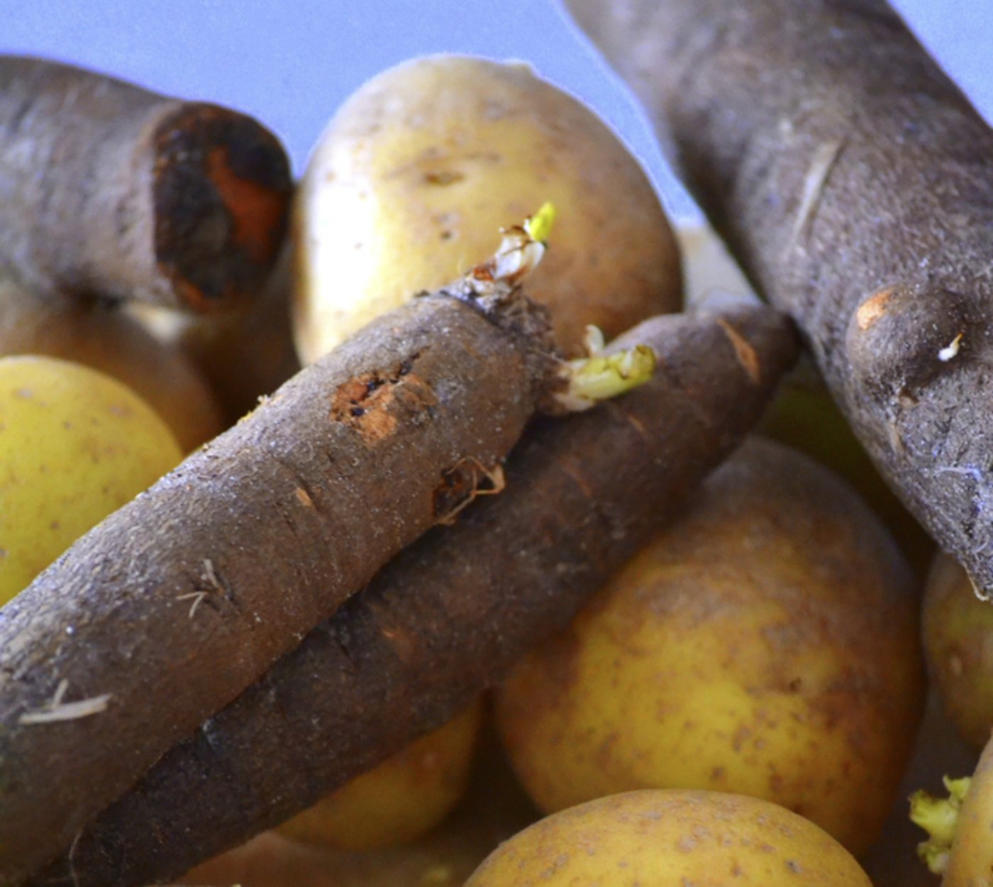 Die Schwarzwurzel fristet in der Schweiz eher ein Schattendasein.