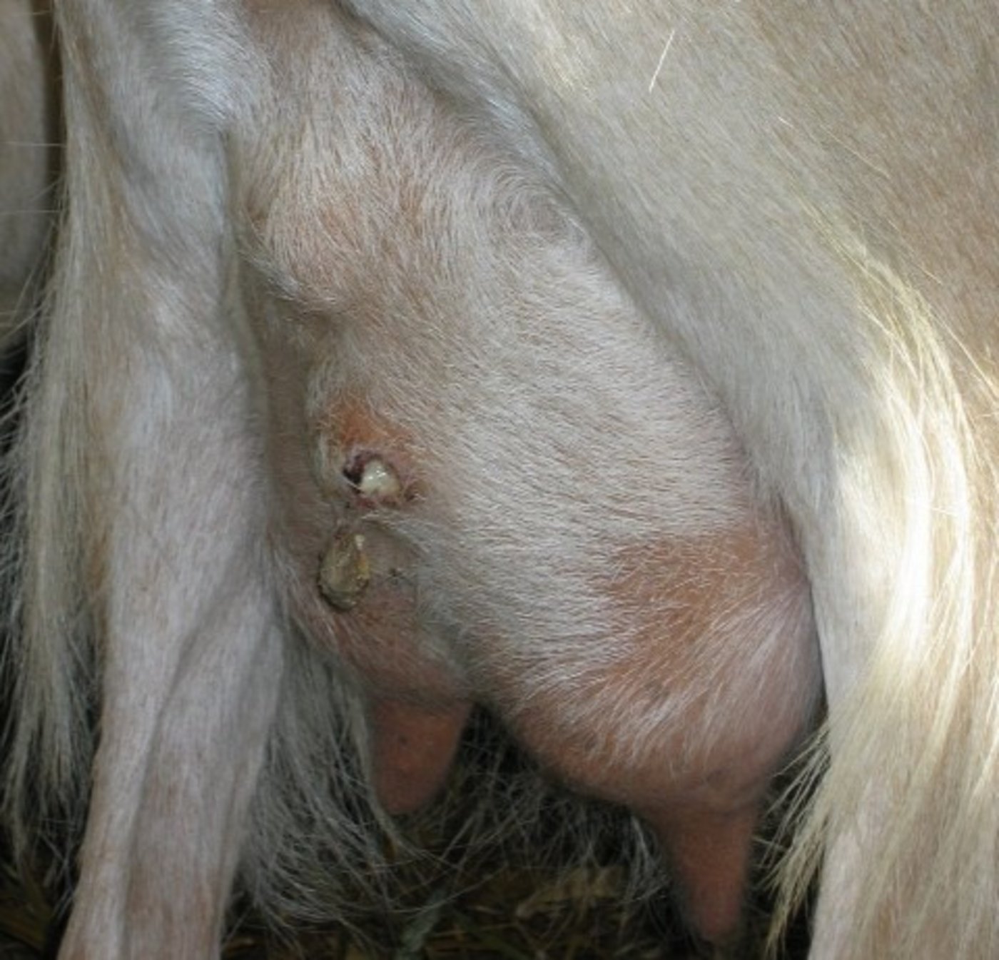 Auch Abszesse am Euter sind häufig. Die Krankeit ist über den Eiter und rohmilch übertragbar, auch auf Menschen. (Bild zVg)