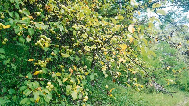 Beim Spazieren auf dem Randen kann man im Spätsommer reich behangene Wildapfelbäume entdecken.