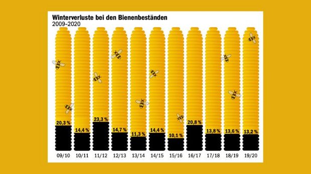 Die meisten Bienenvölker erwachen im Frühling wieder, aber in jedem Jahr gibt es Verluste. (Grafik mi / Daten Bienen Schweiz)