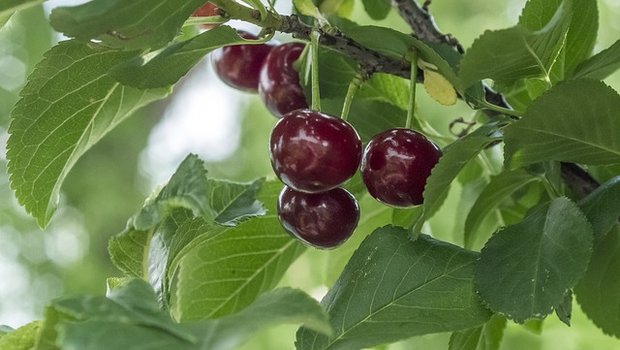 Aprikosen und Kirschen sollten unmittelbar nach der Ernte oder kurz vor dem Austrieb geschnitten werden, da im Winter häufiger Infektionen durch diverse Bakterien- und Pilzkrankheiten auftreten können. (Bild Pixabay)