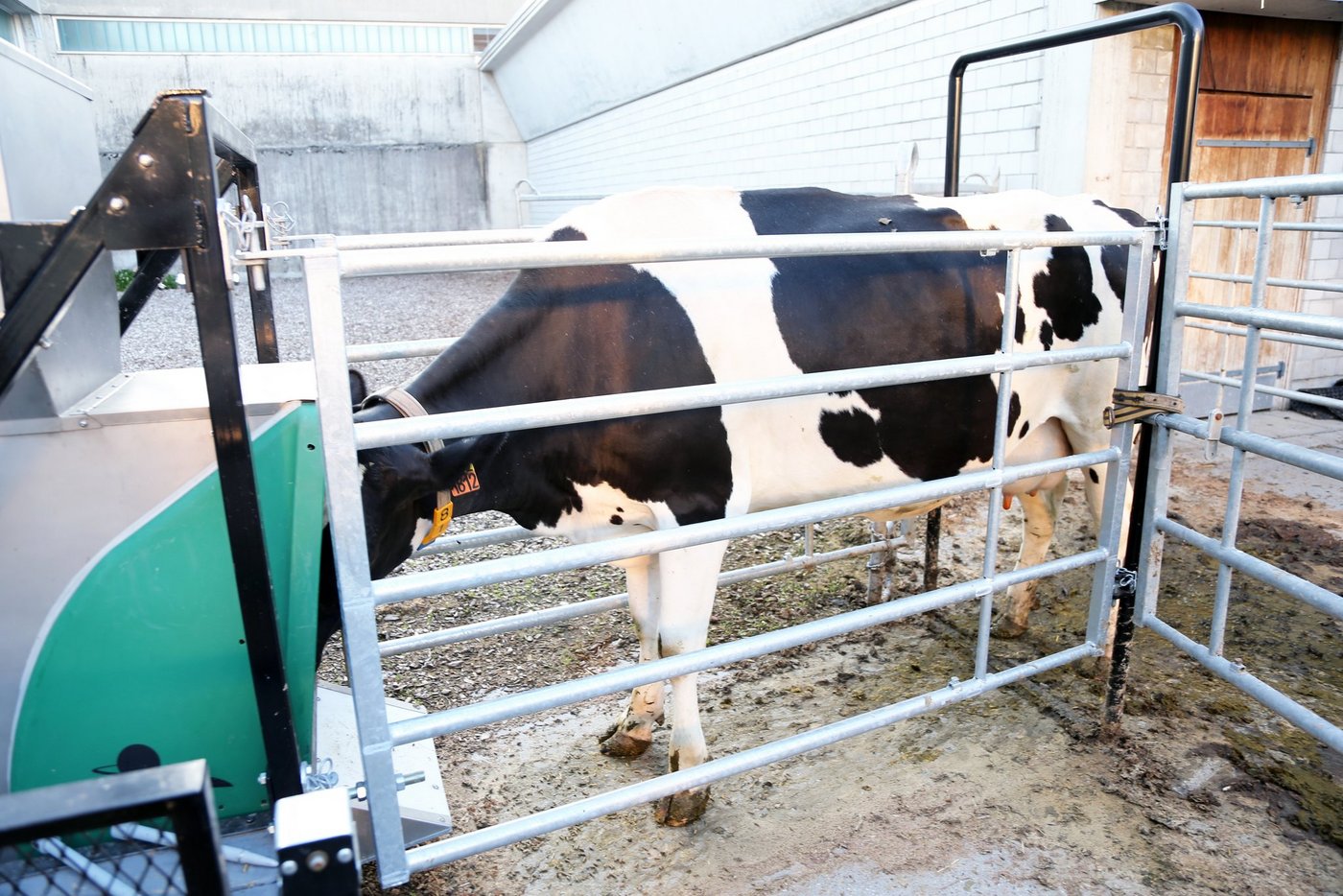 Beim GreenFeed-System gibt ein Futterautomat in kleinen Portionen Lockfutter für das Rind ab, damit es lange genug verweilt, um den Treibhausausstoss zu messen. Eine bisherige Methode ... (Bilder: Agroscope)