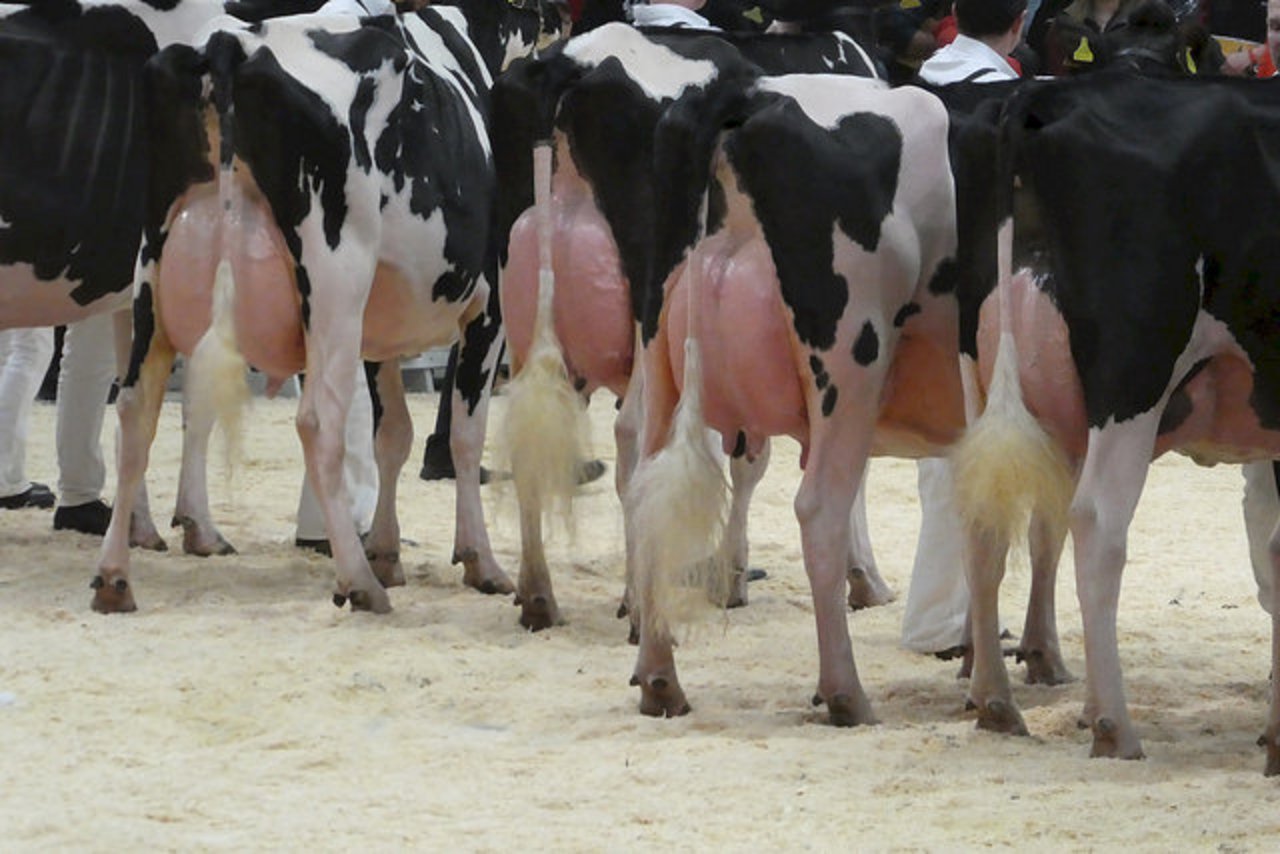 Bei Viehschauen bemängelt der Schweizer Tierschutz unter anderem übervolle Euter. (Bild zVg)