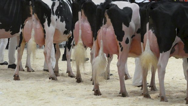 Bei Viehschauen bemängelt der Schweizer Tierschutz unter anderem übervolle Euter. (Bild zVg)