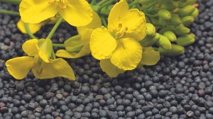 Deutlich höherer Markterlös für Raps und Futtersoja der Ernte 2021 Raps ist gefragt und die Preise höher als 2020. Die Sonnenblumen-Preise werden zu einem späteren Zeitpunkt publiziert. (Bild Swiss Granum)