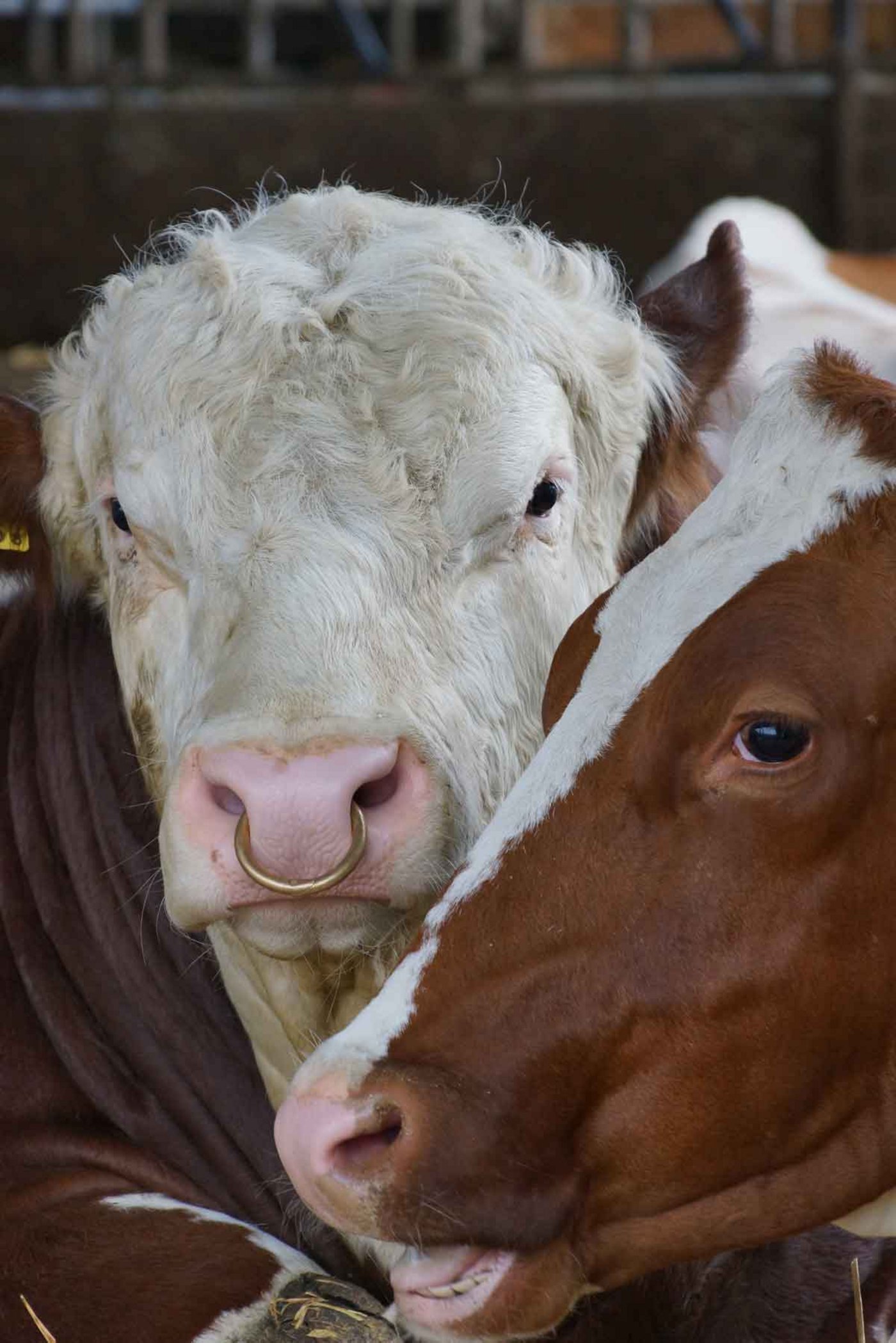Machmal hat er auch andere Kuhdamen im Kopf. (Bild Ruth Aerni)