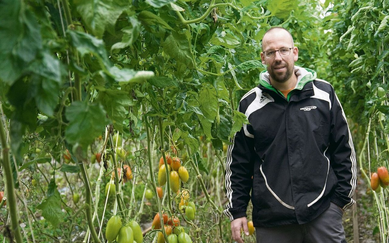 Michael Moser in einem seiner Gewächshäuser, wo allerlei Tomatensorten hors-sol, also in Nährlösung, angebaut werden.