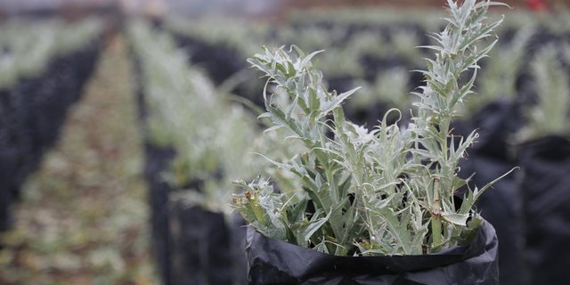 Die schwarze Folie verhindert, dass der Kardy zu bitter wird. (Bild ji/lid) 