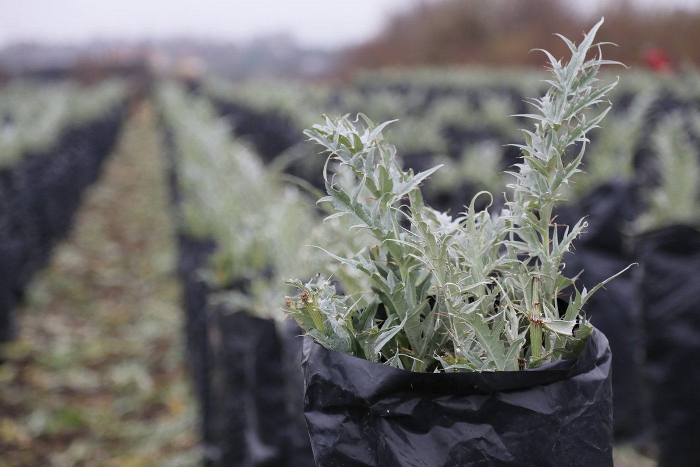 Die schwarze Folie verhindert, dass der Kardy zu bitter wird. (Bild ji/lid) 