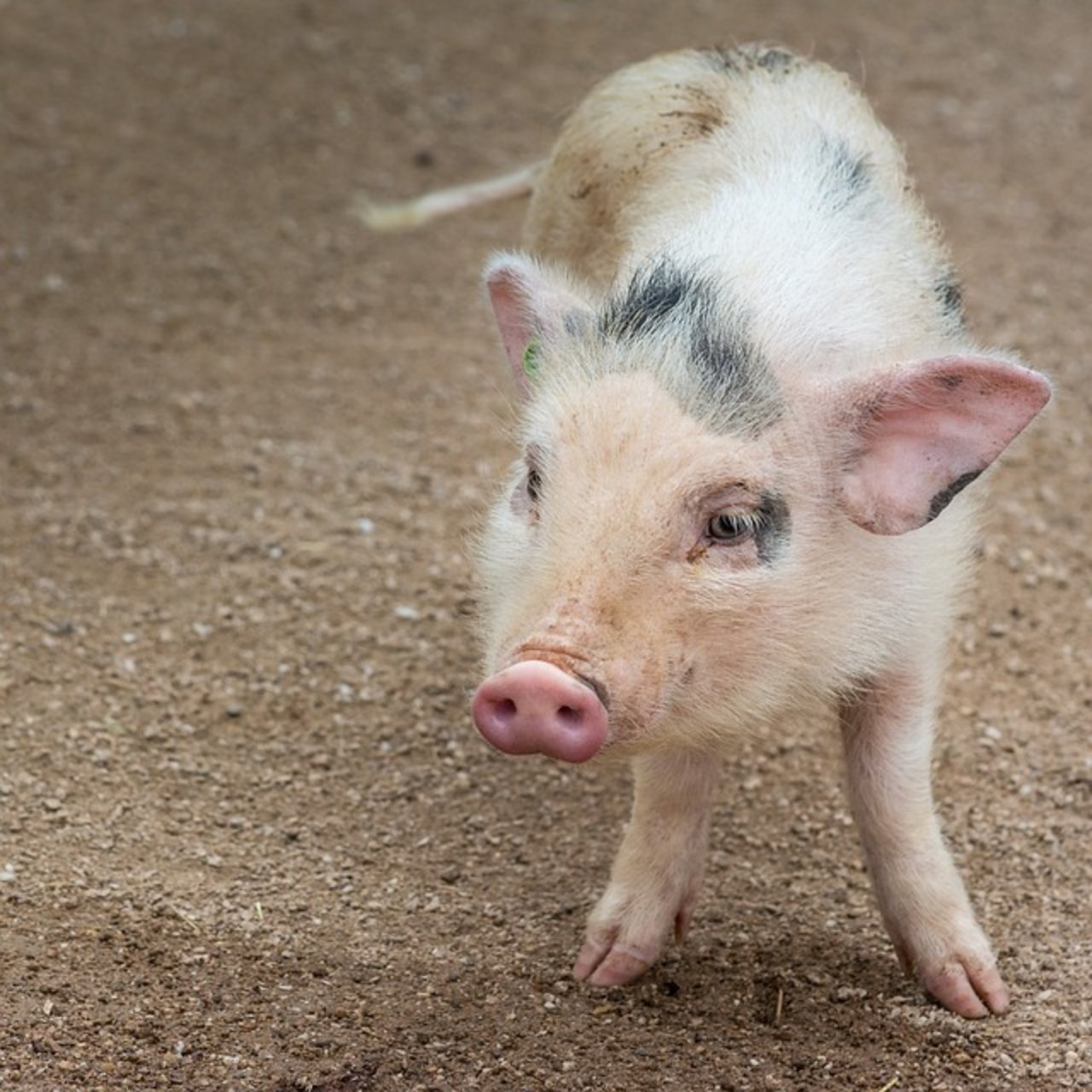 Das neue Kennzeichen gibt es vorerst nur für Schweine. (Bild Pixabay)