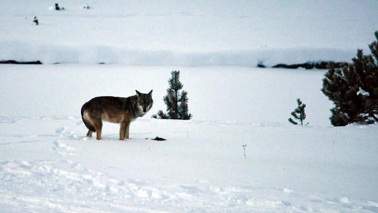 Einer der beiden Wölfe ist bei der Überquerung der Geleise gestorben. (Archivbild Amt für Jagd und Fischerei Graubünden)