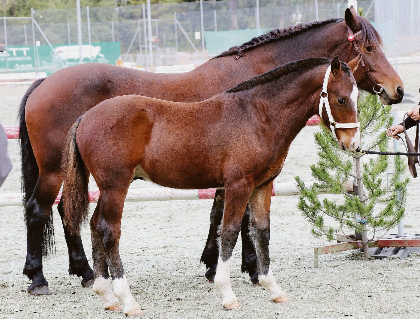 Ella mit Cash an der Fohlenschau. Es resultierte ein 2. Rang.