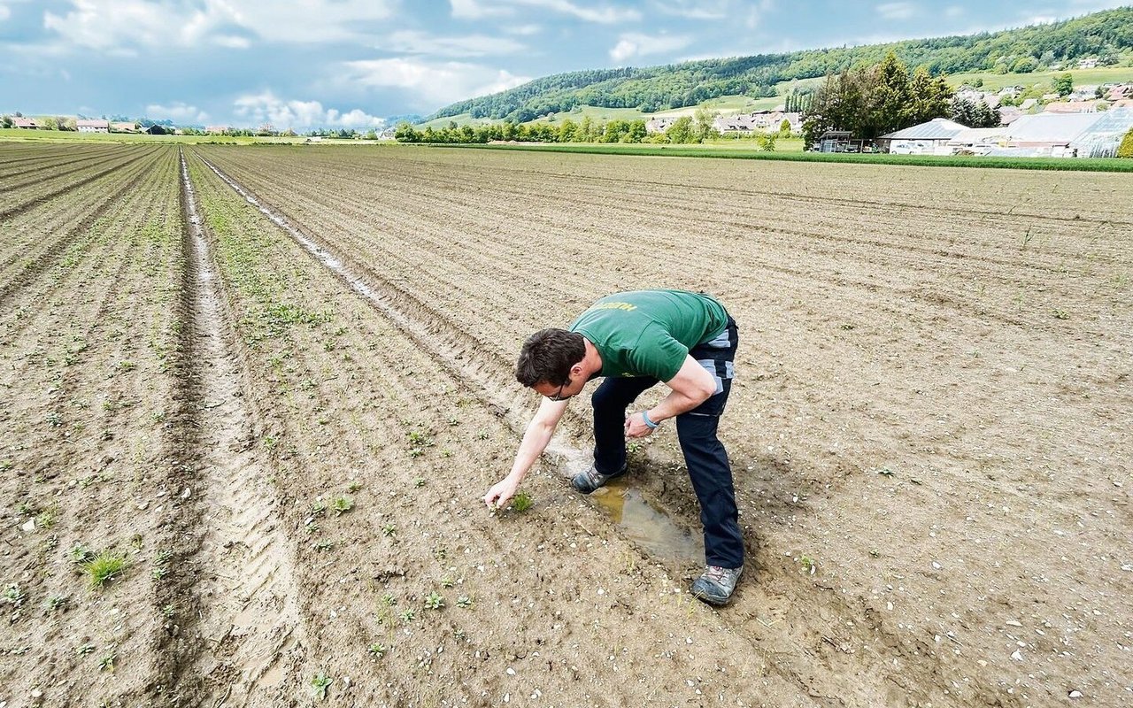 Unkrautbekämpfung wird zu Handarbeit. Einerseits kann das Feld nicht befahren werden, andererseits fehlen wirksame Mittel.